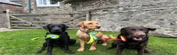 Labrador Retriever dogs for sale: 2 Beautiful Black girls available  - Advert 8