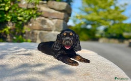 Cocker Spaniel dogs for sale: Black Tan and Chocolate Tan Show Cocker Spaniels  - Image 14