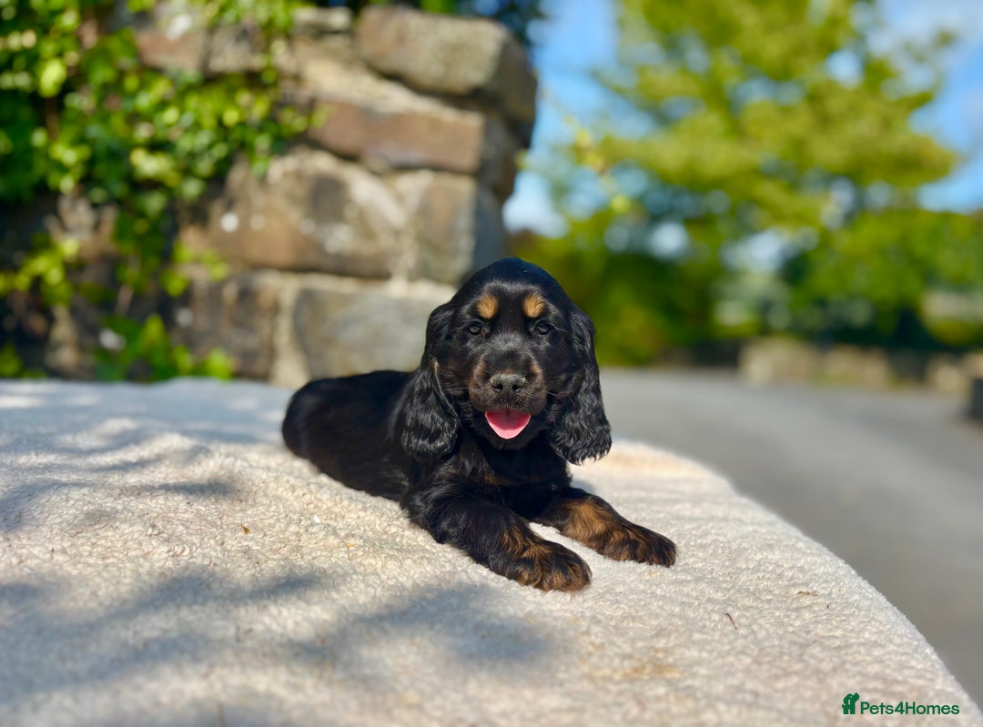 Cocker Spaniel dogs for sale: Black Tan and Chocolate Tan Show Cocker Spaniels  - Image 14
