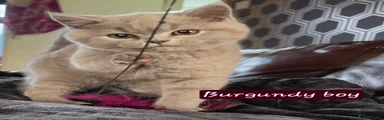 British Shorthair Kitten 1