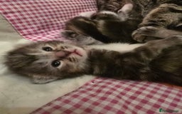 Mixed Breed cats for sale: The Fab Four - Advert 16