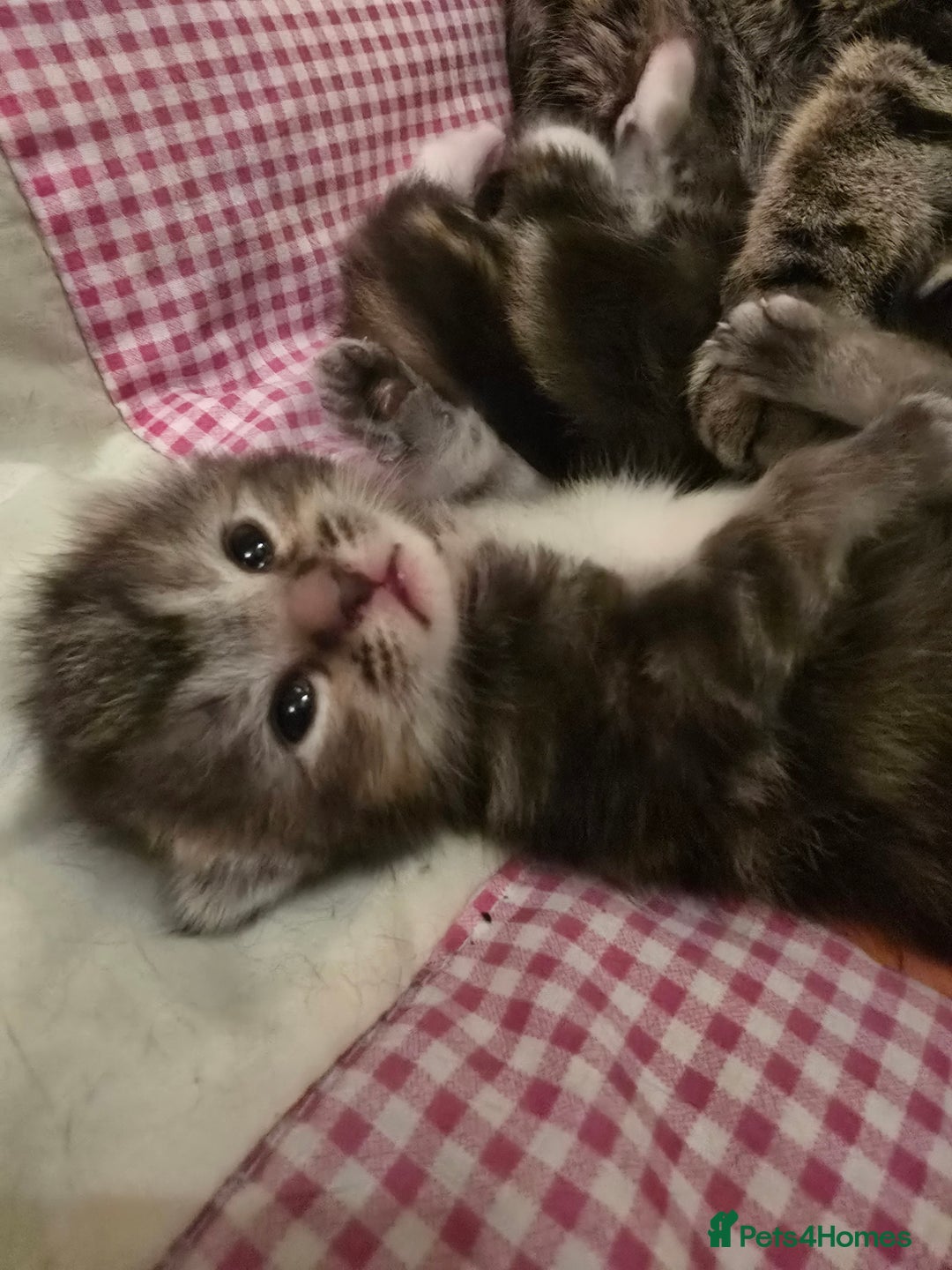 Mixed Breed cats for sale: The Fab Four - Advert 16