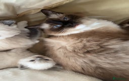 Ragdoll cats for sale: TICA RAGDOLL KITTENS GR EUR CHAMPION BLOODLINE🏆🏆 - Image 10