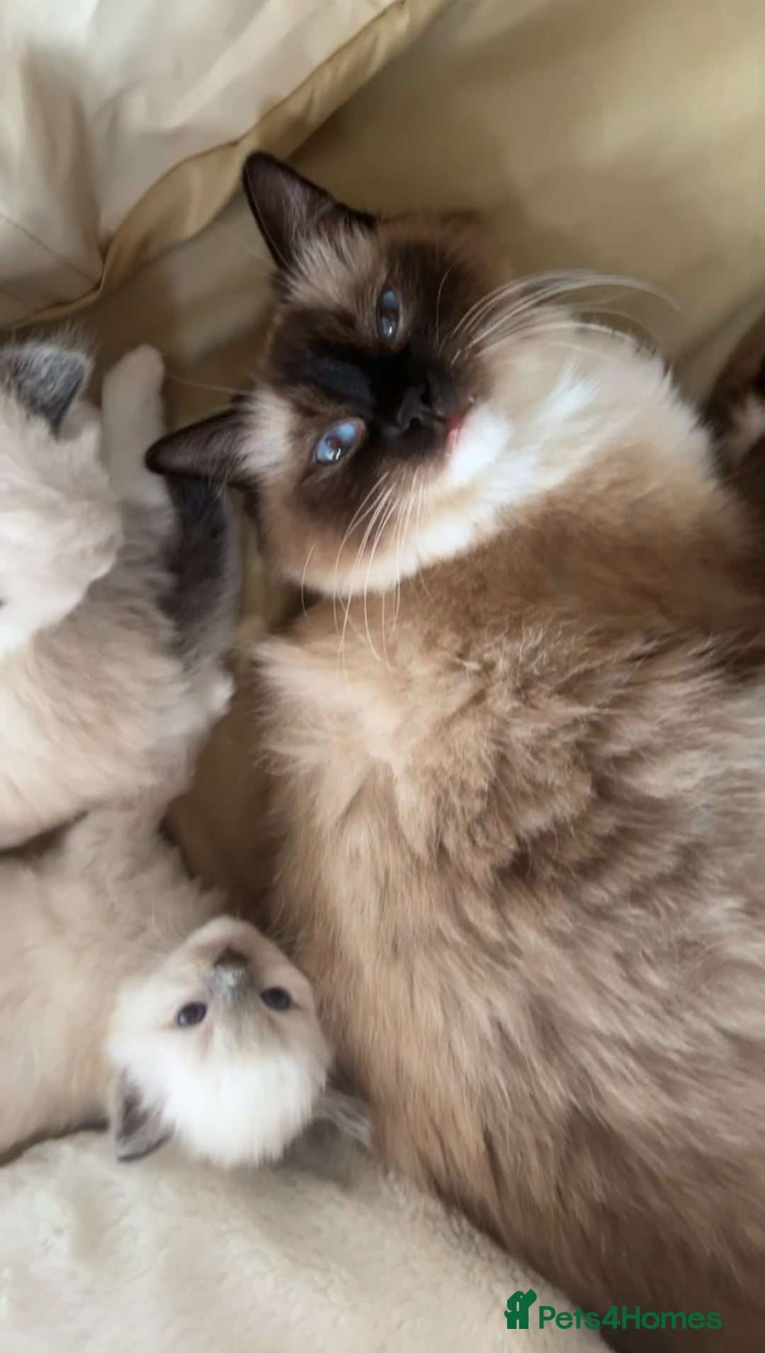 Ragdoll cats for sale: TICA RAGDOLL KITTENS GR EUR CHAMPION BLOODLINE🏆🏆 - Image 10