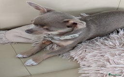 Chihuahua dogs for sale: Lilac chihuahua puppy kc - Image 8