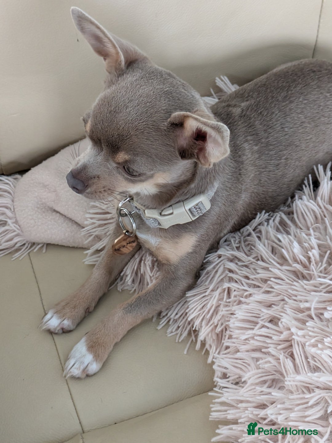 Chihuahua dogs for sale: Lilac chihuahua puppy kc - Image 8