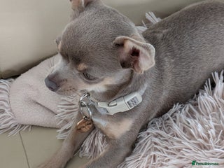Chihuahua dogs - Advert 2