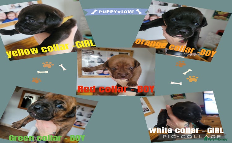 Mixed Breed dogs - Advert 4