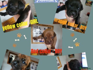 Mixed Breed dogs Douge de bordeaux x Presa Canerio - Advert 5