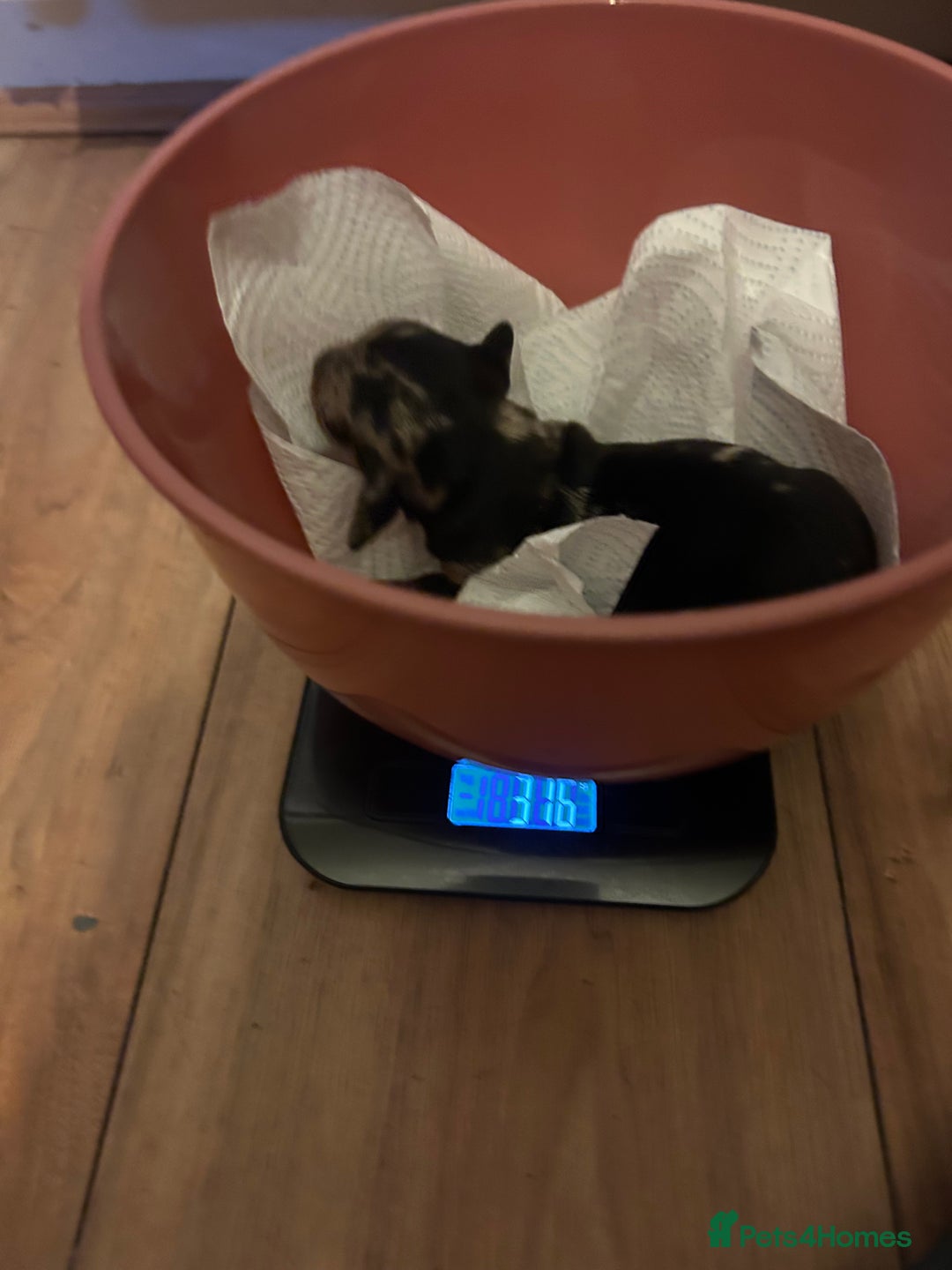 Miniature Dachshund dogs for sale: miniature dash hounds - Advert 9