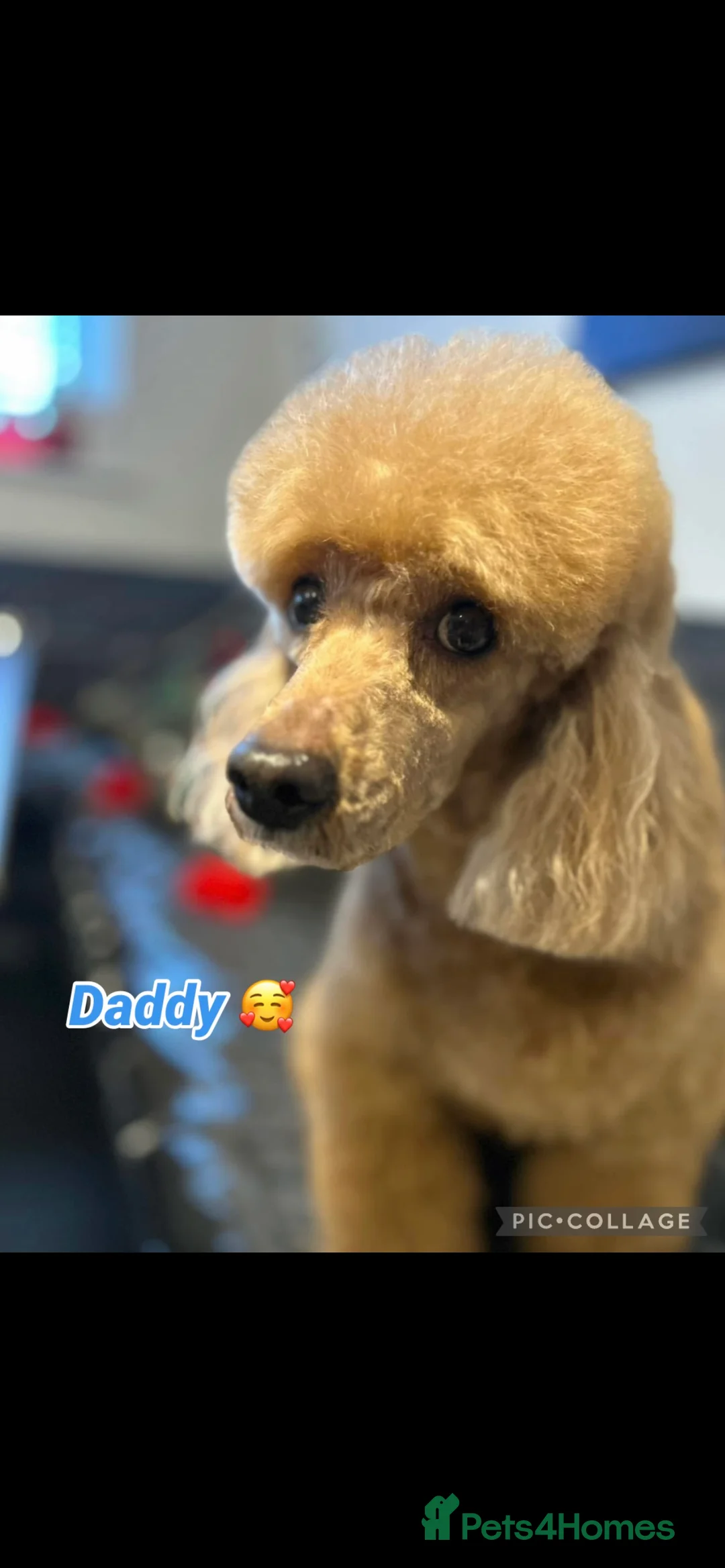 Cavapoo dogs for sale: Beautiful health tested Cavapoos due  - Advert 2