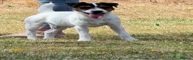 Jack Russell 1