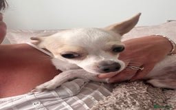 Chihuahua dogs for stud: Teacup Chihuahua for stud - Image 2