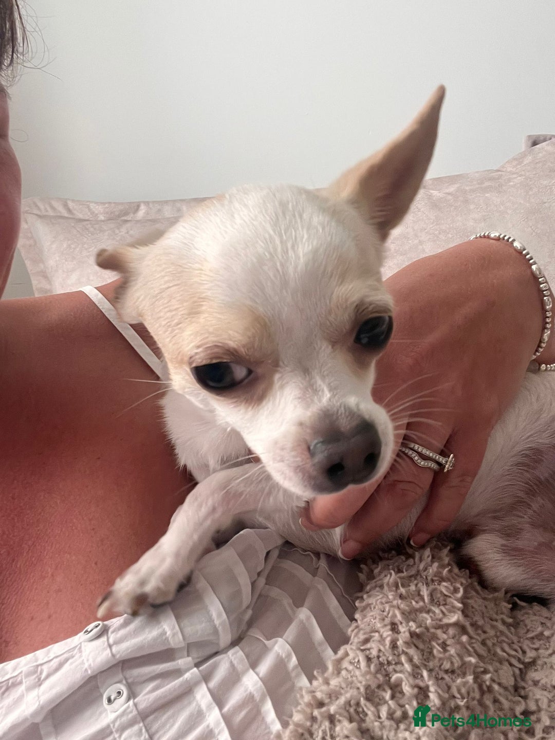 Chihuahua dogs for stud: Teacup Chihuahua for stud - Image 2