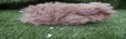 Guinea Pig rodents for sale: Alpaca Guinea Pigs - Advert 12
