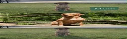 Cockerdor dogs for sale: Gorgeous cockerdor puppies  in Bridlington - Advert 1