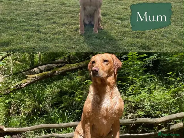 Cockerdor dogs for sale: Gorgeous cockerdor puppies - Advert 1