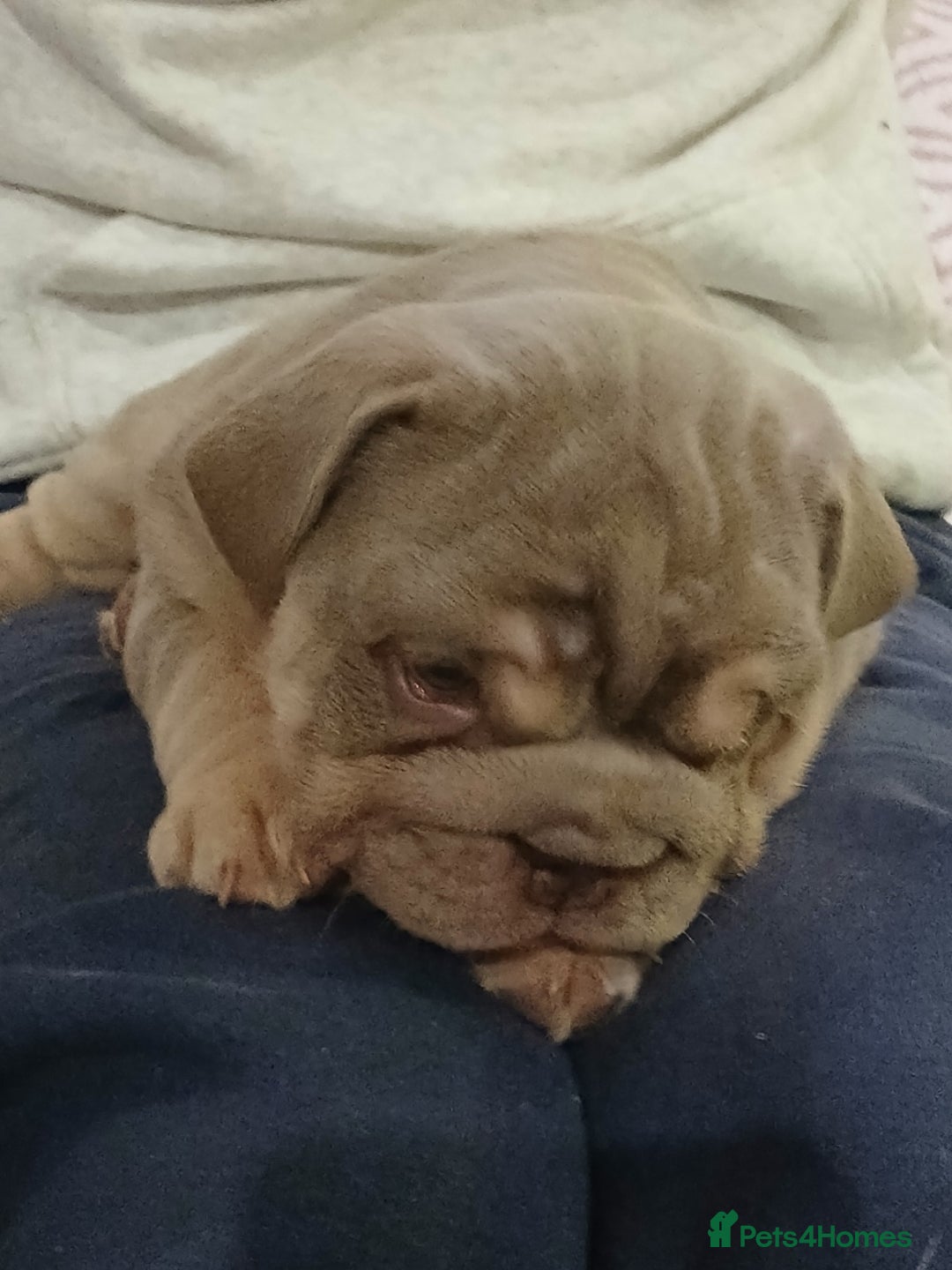 English Bulldog dogs for sale: Stunning  chunky English bulldog puppies  - Advert 12