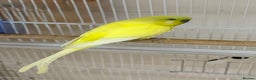 Budgerigars birds for sale: Bonded pair of beautiful yellow budgies  - Advert 8