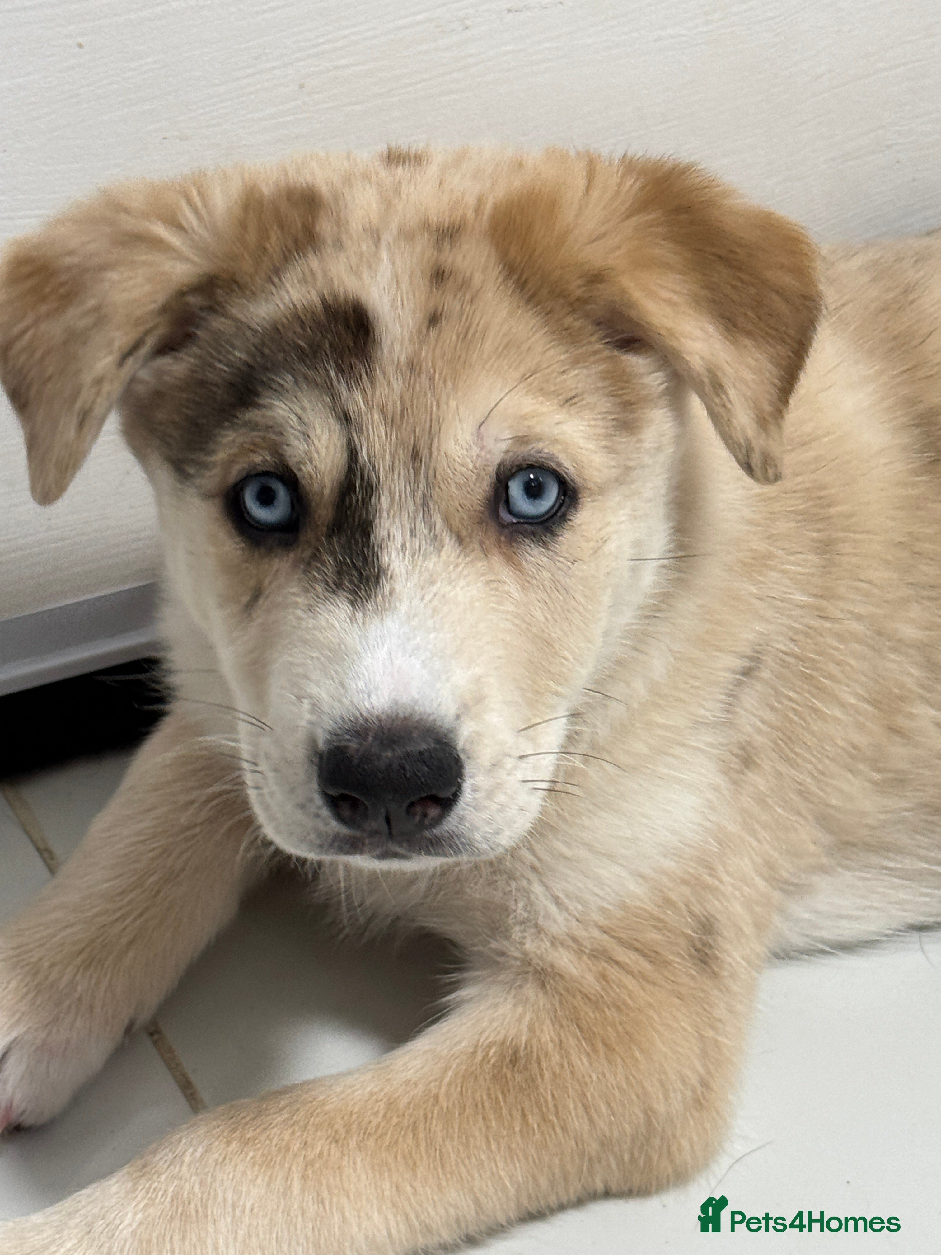 Kenyalogy Blue Eyed Golden Retriever For Sale Thundermountainline