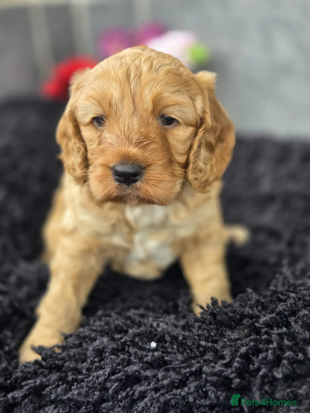 Cockapoo dogs for sale: Beautiful cockapoo pup - Advert 1
