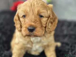 Cockapoo dogs Beautiful cockapoo pup - Advert 1