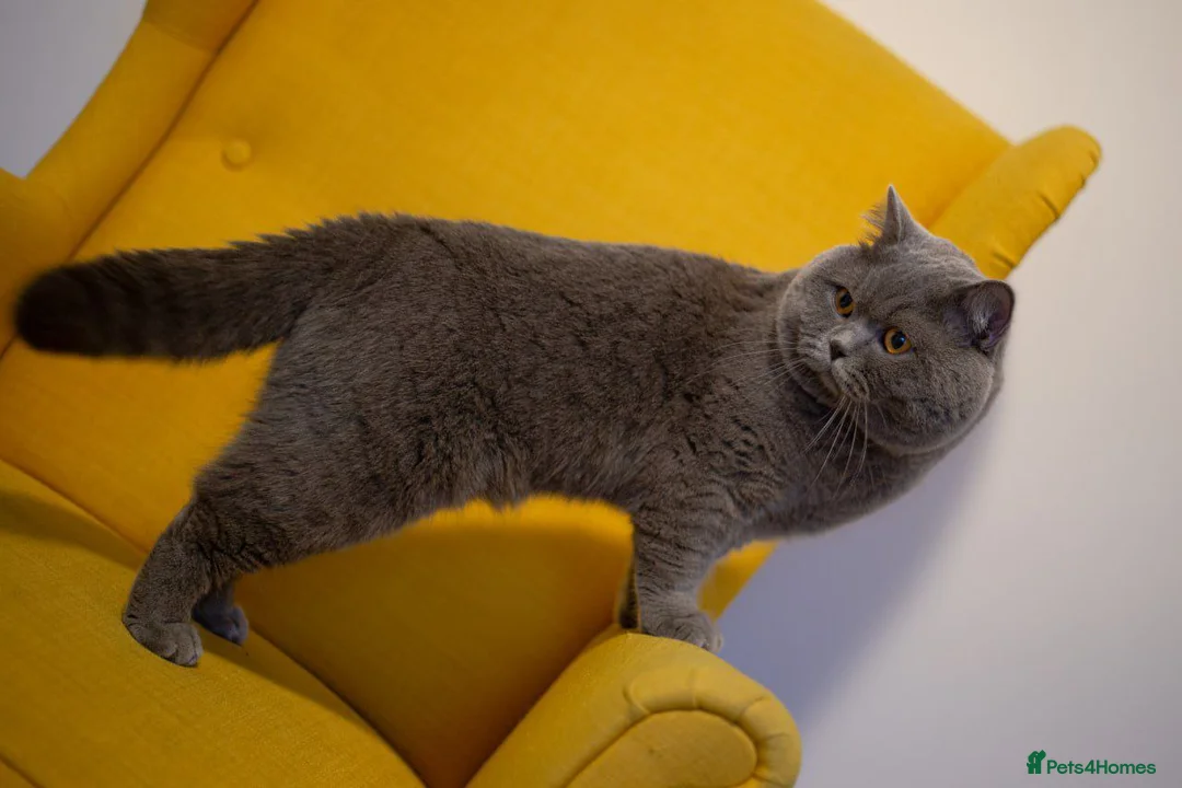 British Shorthair cats for stud: Active Reg.GCCF Quality Boy For STUD ONLY.CCTV24/7 in Manchester - Advert 10