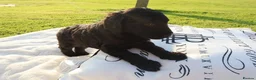 Standard Poodle dogs for sale: Standard Poodle Puppies  in Craigavon - Advert 8
