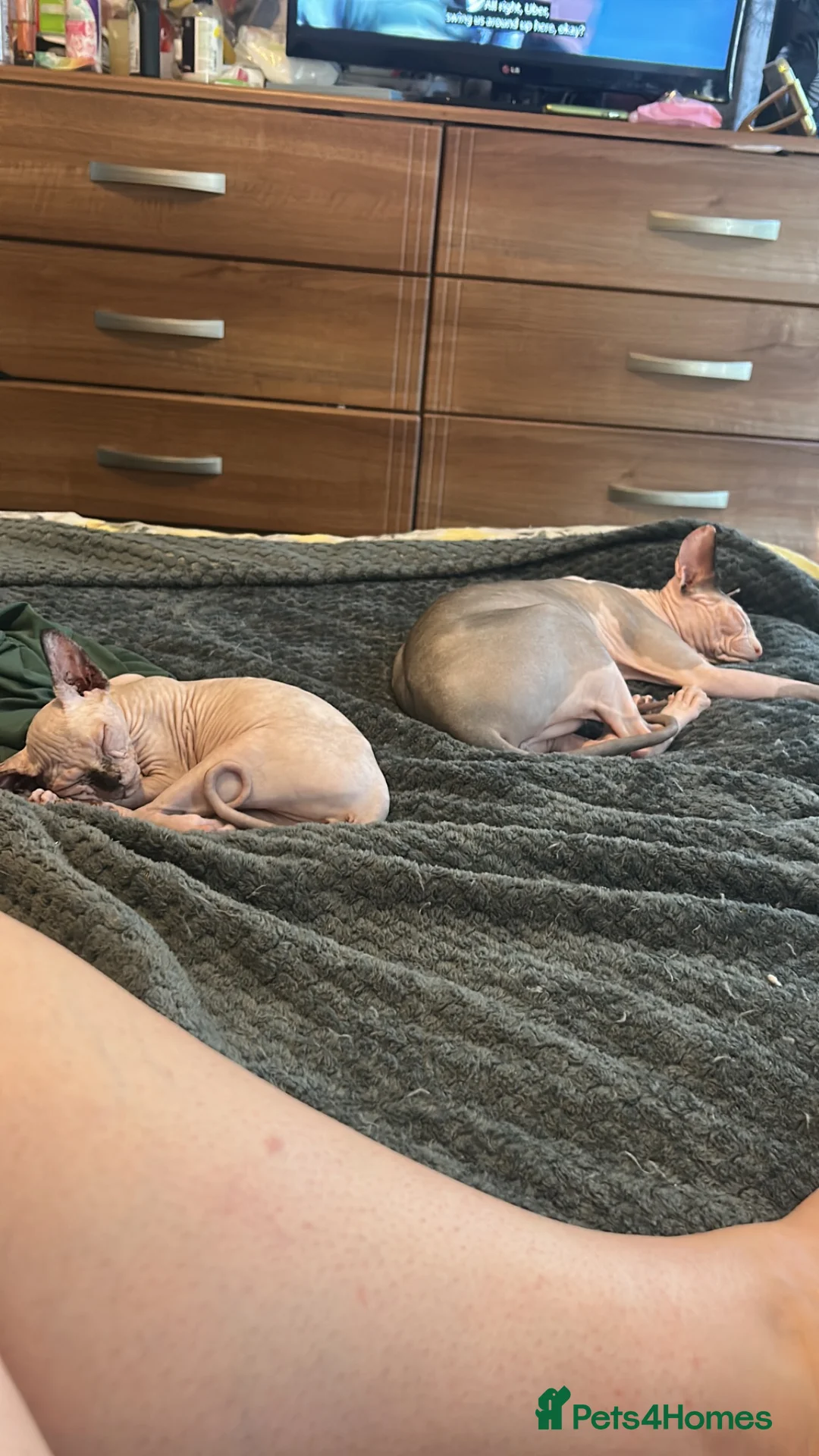 Sphynx cats for sale: Last 2 girls reduced  - Advert 2