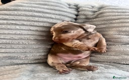 Miniature Dachshund dogs for sale: 🖤🐶Beautiful Miniature Dachshund Puppies🖤🐶!! - Image 19
