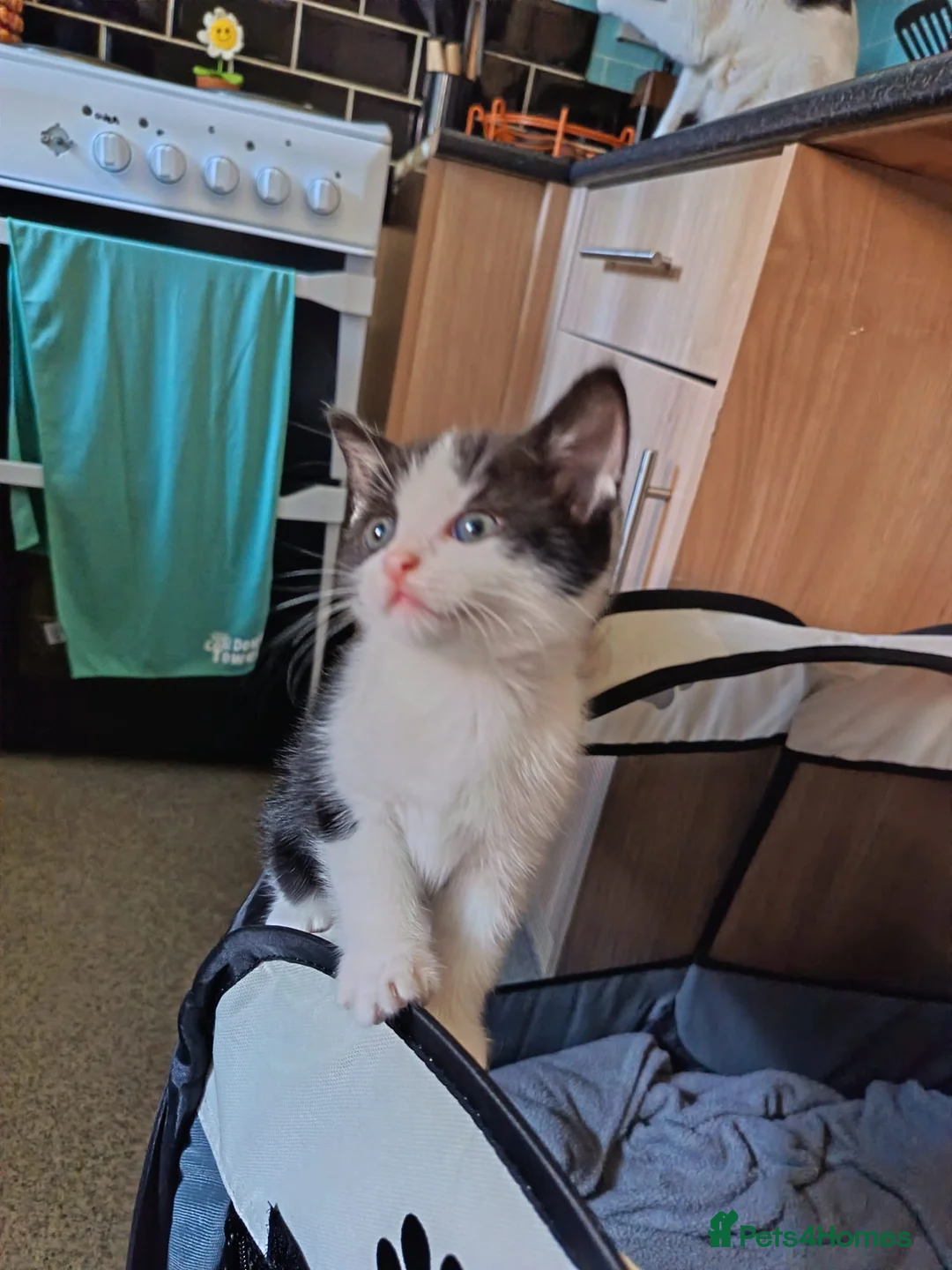 Mixed Breed cats for sale: 8 week old kittens for sale - Advert 2