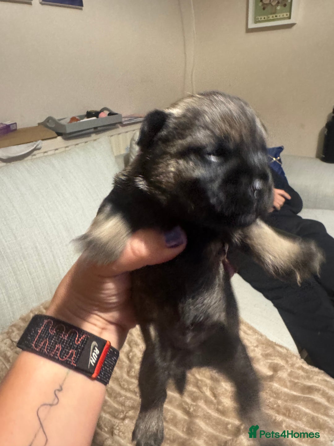 Border Terrier dogs for sale: Beautiful Pure Border Terriers  - Advert 5