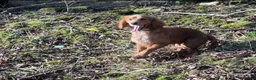 Bocker dogs for sale: Stunning bocker female  - Advert 5