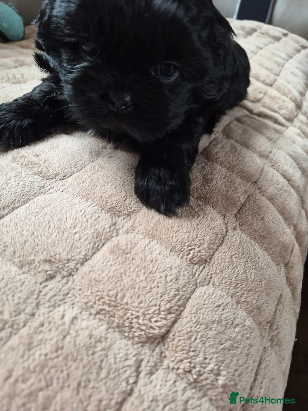 Shih Tzu dogs for sale: Shih tzu - Advert 2