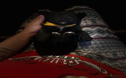 Goldador dogs for sale: Goldador x Labrottie Miniature Puppies for Sale - Advert 17