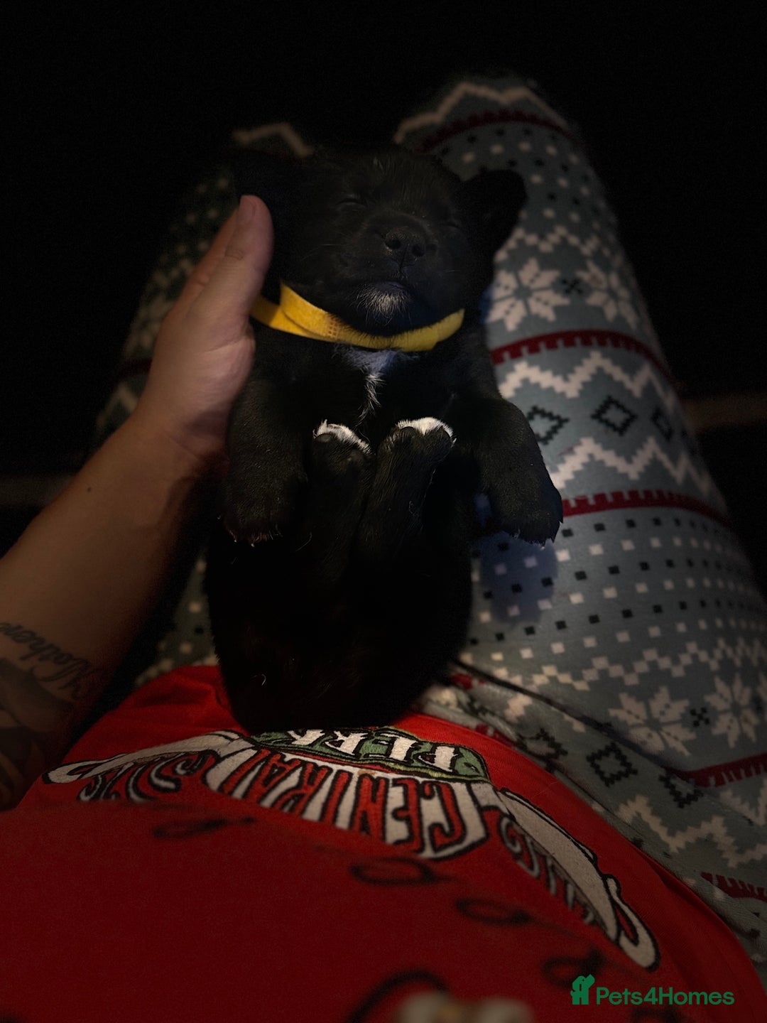 Goldador dogs for sale: Goldador x Labrottie Miniature Puppies for Sale - Advert 17