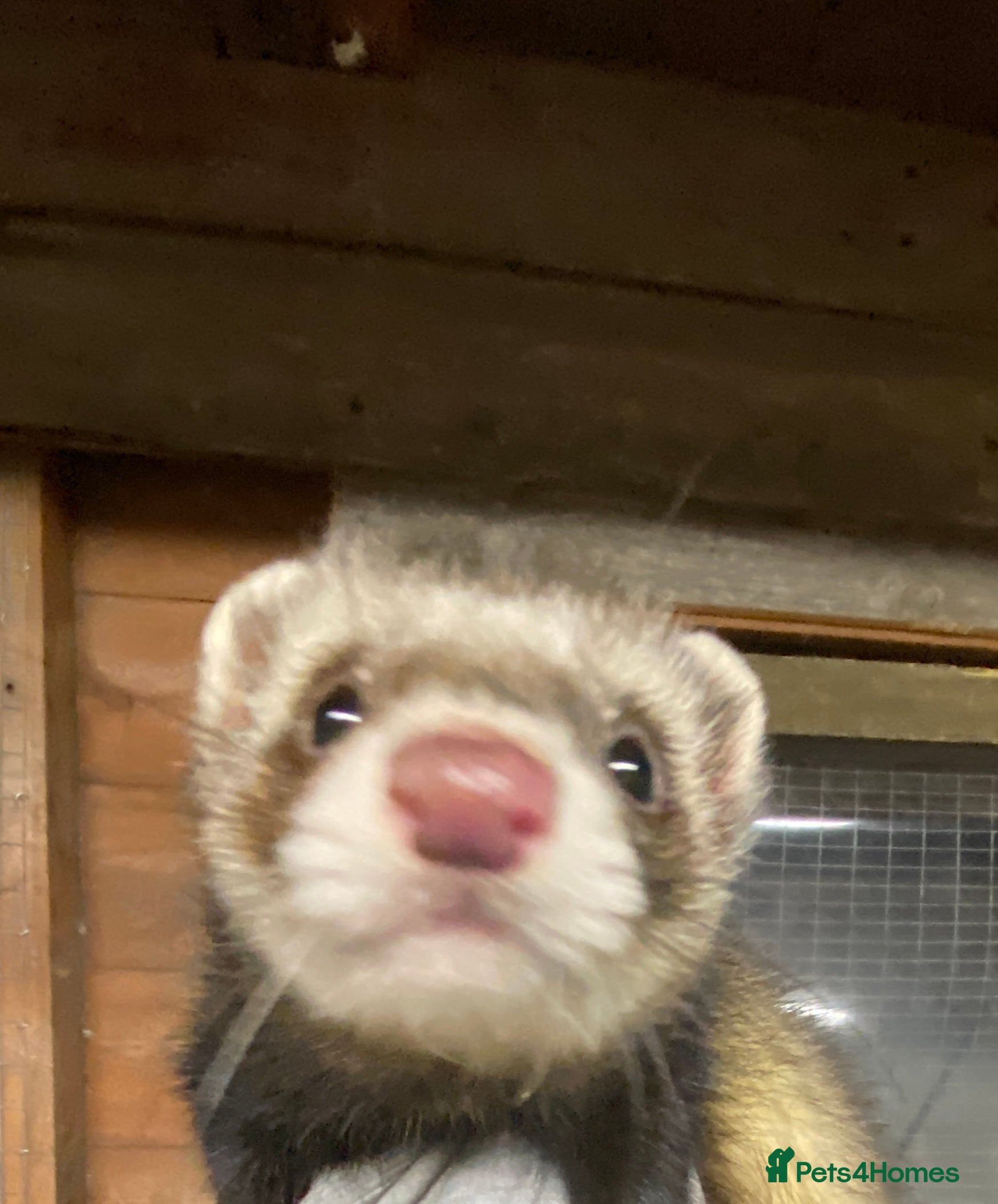 Ferret rodents Ferrets polecats 2 hobs 1 jill - Advert 1