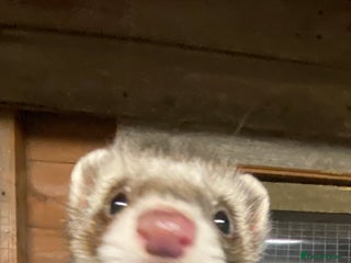 Ferret rodents Ferrets polecats 2 hobs 1 jill - Advert 1