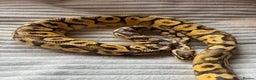 Python Snake reptiles for sale: X2 Royal Pythons for sale, with full set up - Advert 7