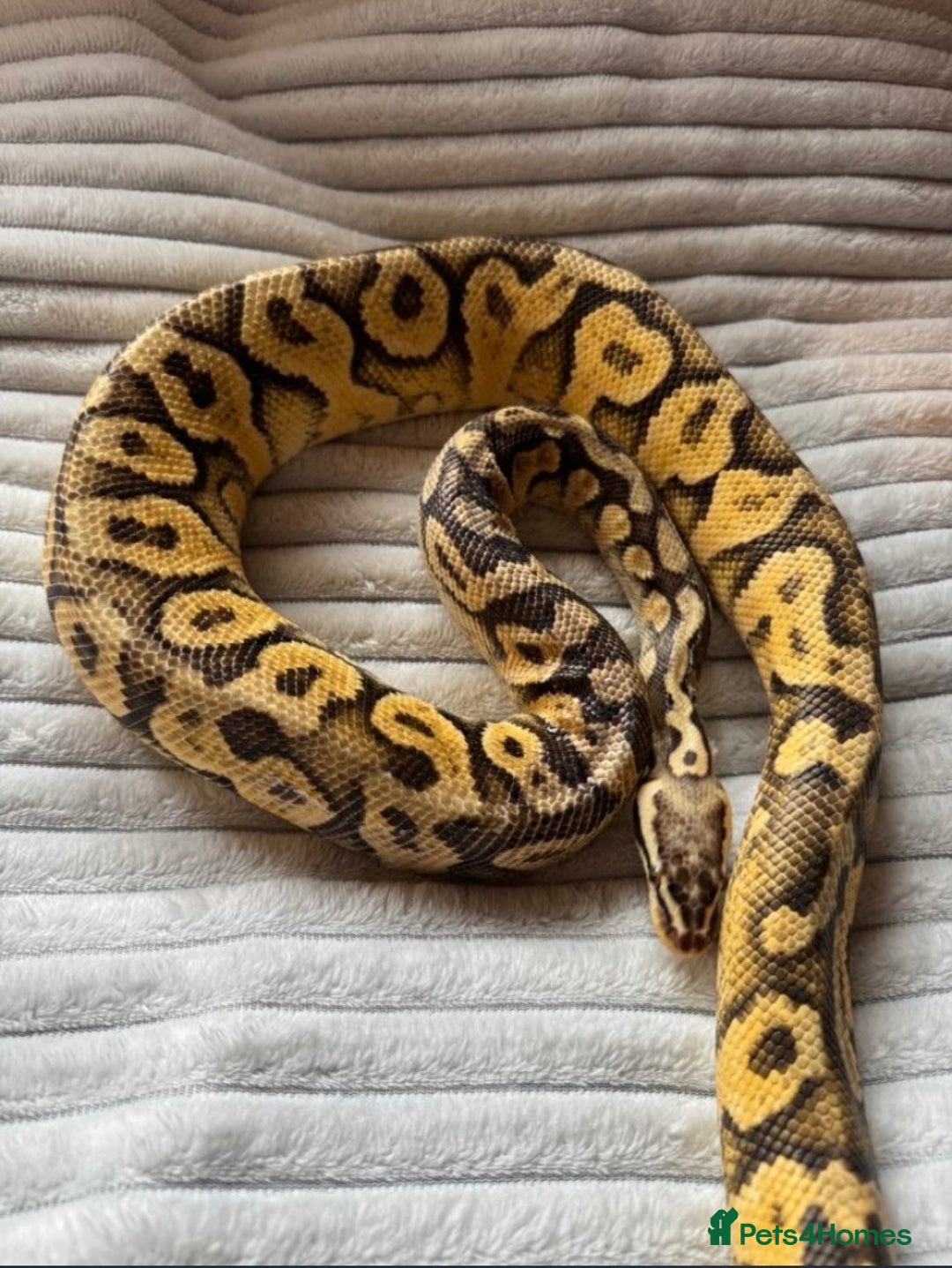 Python Snake reptiles for sale: X2 Royal Pythons for sale, with full set up - Advert 7