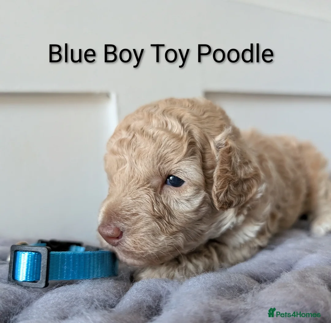 Toy Poodle dogs for sale: Stunning KC Reg Toy Poodle Puppies  - Advert 9