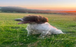 English Springer Spaniel dogs for sale: Traditional English springer spaniels  - Image 17