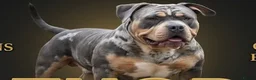 American Bully dogs for stud: ABKC Registered Male Stud "Thor" . - Advert 3