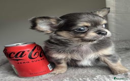 Chihuahua dogs for sale: READY TO LEAVE SOON Tiny Blue Longhair Chihuahua  - Advert 12