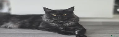 Maine Coon 1