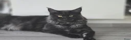 Maine Coon cats for sale: Main coon for sale  in Newton Aycliffe - Advert 2