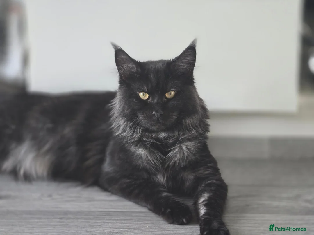Maine Coon cats for sale: Main coon for sale  in Newton Aycliffe - Advert 2