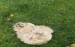 Chickens poultry for sale: Chickens - Advert 2