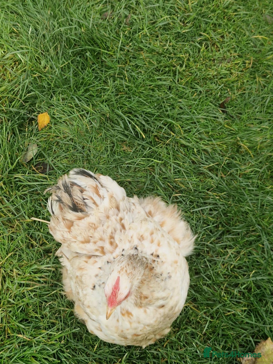 Chickens poultry for sale: Chickens - Advert 2