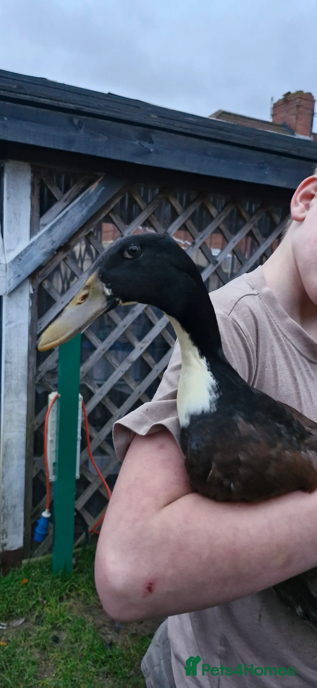 Ducks poultry for sale: Indian runner duck - Advert 1